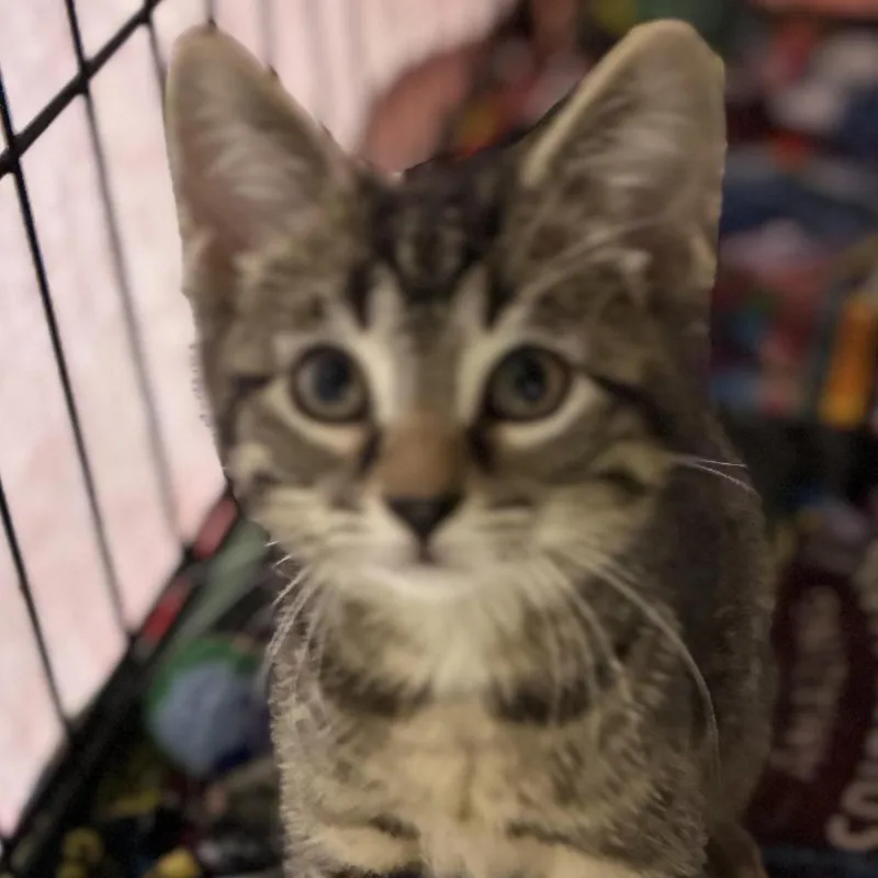 A baby small-sized male Brown / Chocolate Domestic Short Hair cat named Megatron for adoption in South Elgin, IL