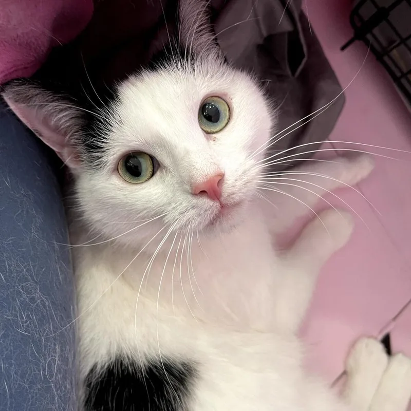 Evangeline thumbnail 2