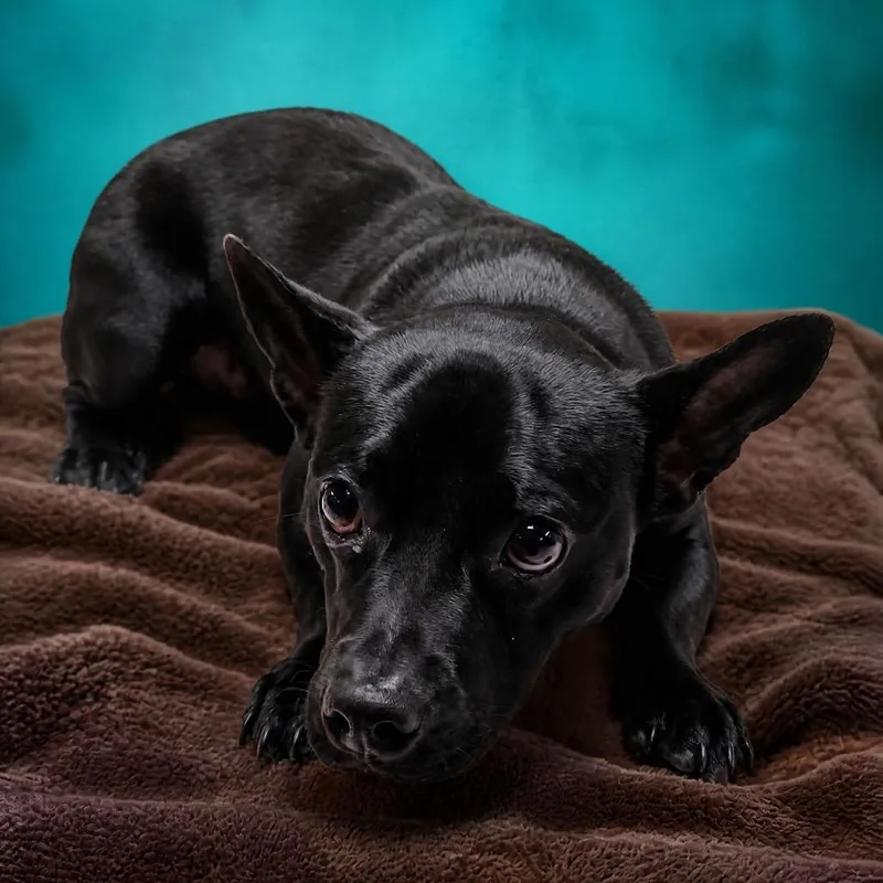 An adult small-sized male Black Chihuahua dog named Charley for adoption in Enid, OK