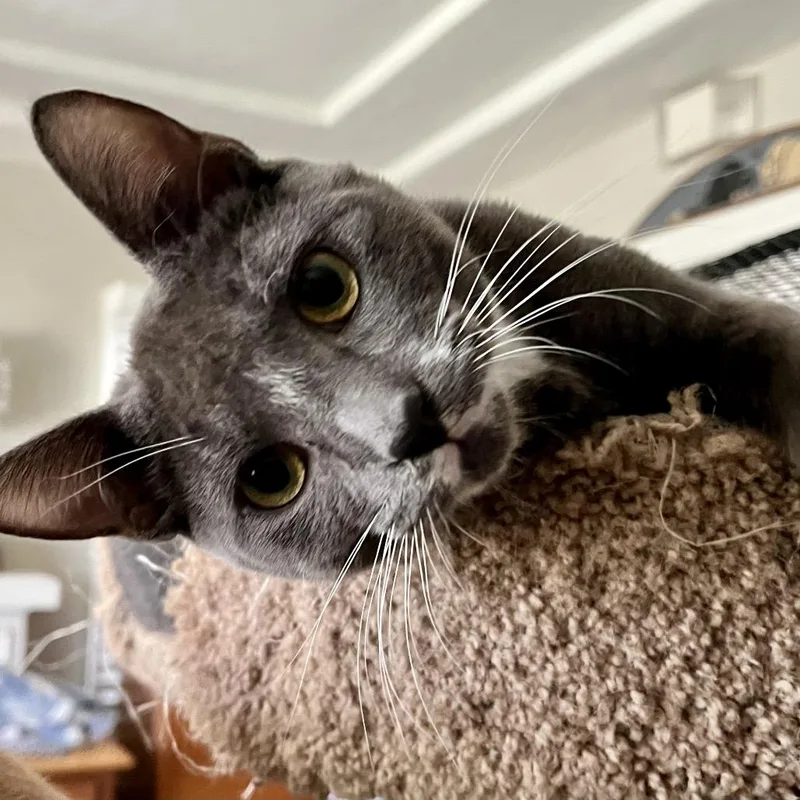 A young medium-sized male Gray / Blue / Silver Domestic Short Hair cat named Van for adoption in Los Angeles, CA