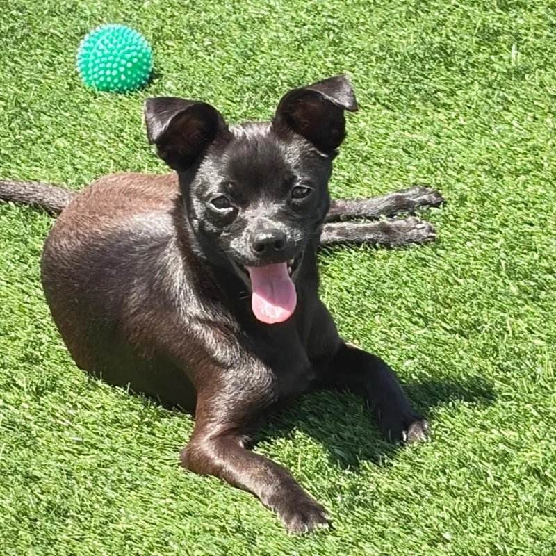An adult small-sized female Black Chihuahua dog named Berklie for adoption in Shawnee, KS