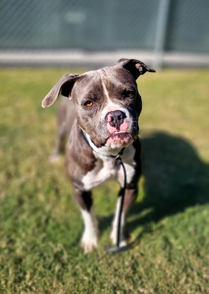 An adult medium-sized female Pit Bull Terrier dog named Toots for adoption in New Bern, NC