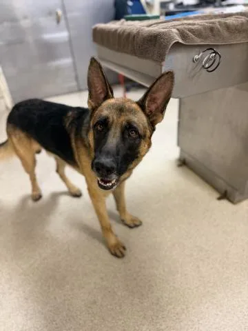 An adult medium-sized male German Shepherd Dog dog named Sherbert for adoption in Riverside, CA