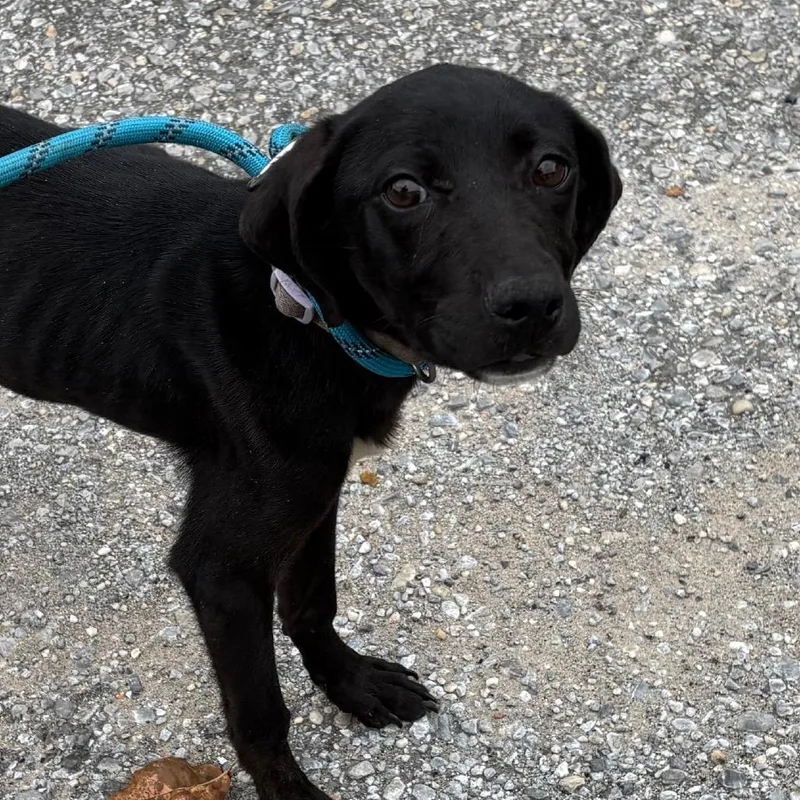 An adult small-sized female Mixed Breed dog named Ella for adoption in Milton, FL