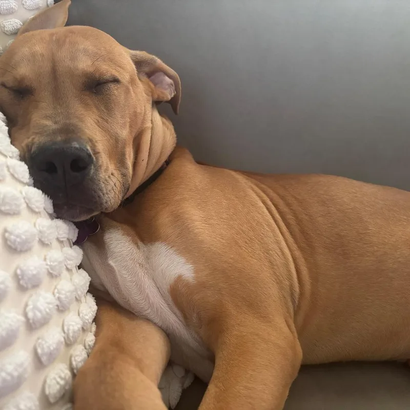A young medium-sized male Pit Bull Terrier dog named Radar for adoption in Crystal, MN