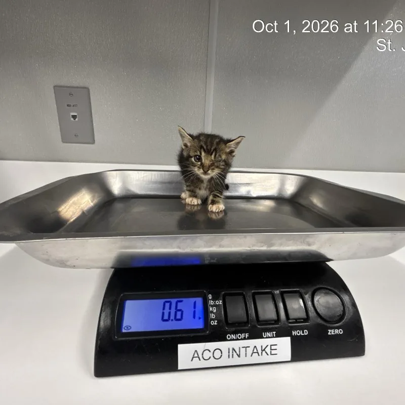 A baby small-sized male Domestic Short Hair cat named Enzo for adoption in St Joseph, MO