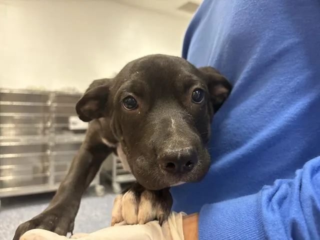 A baby small-sized female Terrier dog named Dasha for adoption in Riverside, CA