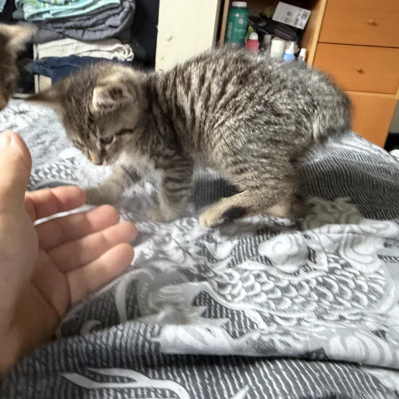 Stumpy thumbnail 3