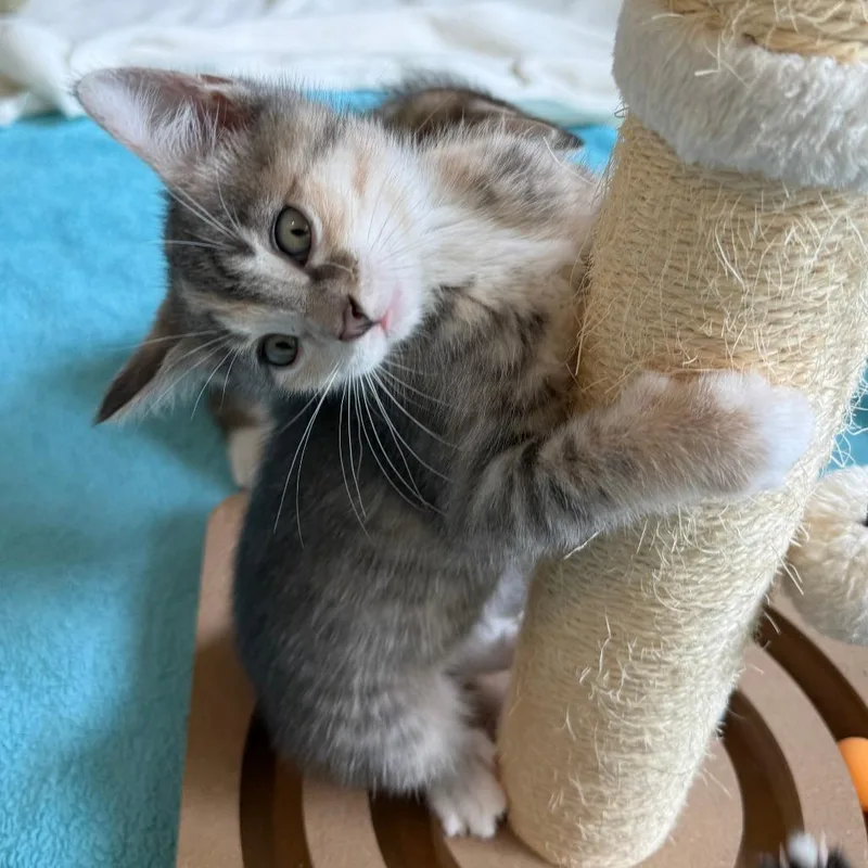 A young medium-sized female Torbie Domestic Short Hair cat named Peridot for adoption in Evanston, IL