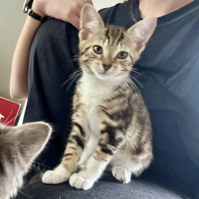 A baby small-sized male Tabby (Buff / Tan / Fawn) Domestic Short Hair cat named Tulare for adoption in Richmond, VA