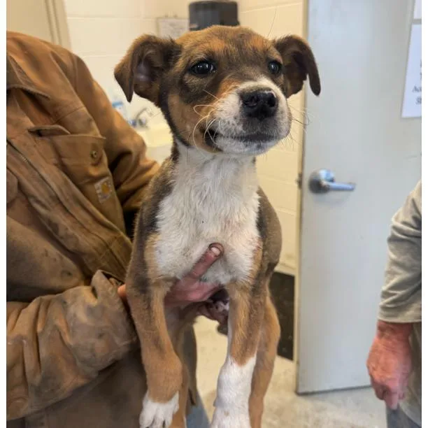 A baby small-sized male Yellow / Tan / Blond / Fawn Mixed Breed dog named John for adoption in Dillon, SC