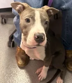 An adult medium-sized male Mixed Breed dog named Sampson for adoption in West Chester, PA