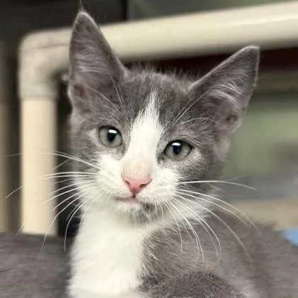 Biscuit