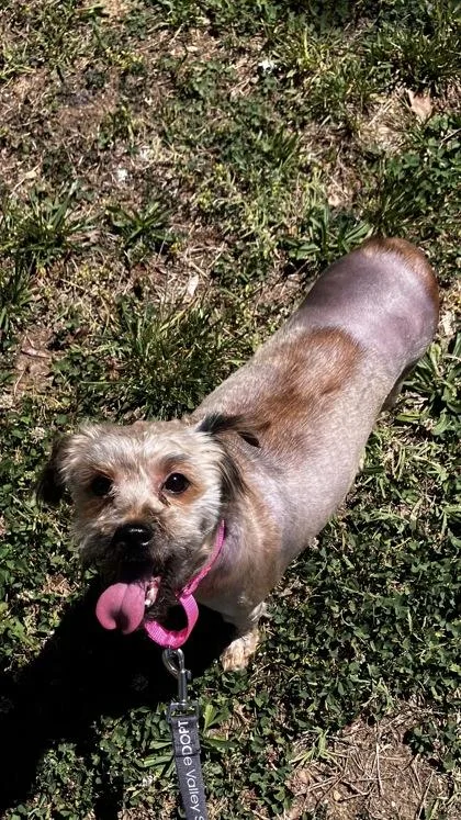 An adult small-sized female Mixed Breed dog named Dumpling for adoption in West Chester, PA
