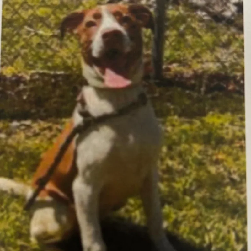 A baby medium-sized female Brown / Chocolate Labrador Retriever dog named Lillie for adoption in Newark, DE