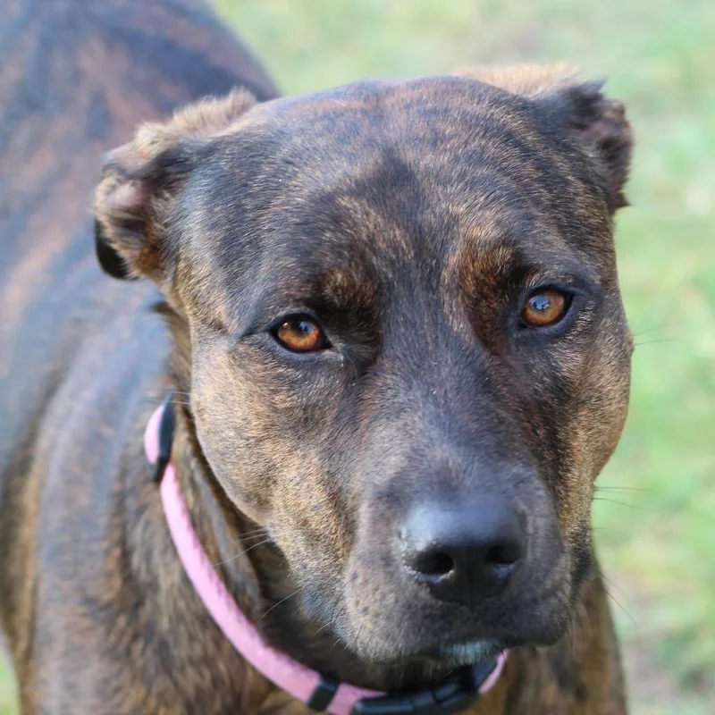 An adult medium-sized female Brindle American Staffordshire Terrier dog named Lola for adoption in Dallas, TX