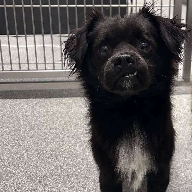 A young small-sized male Black Mixed Breed dog named Puck for adoption in Hinsdale, IL