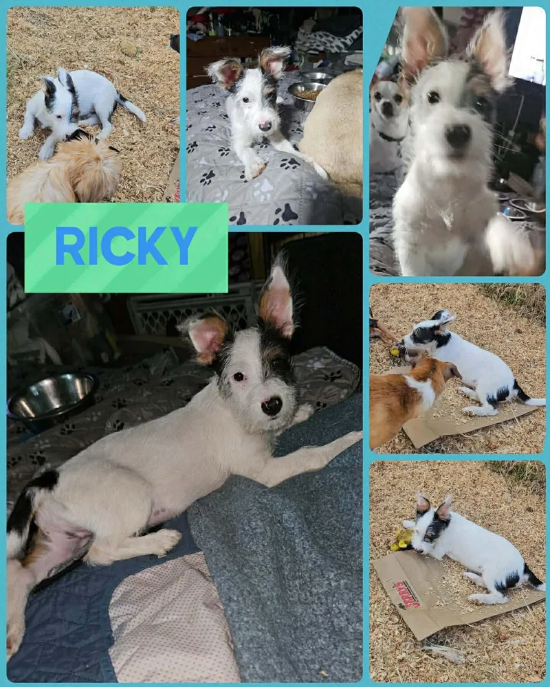 A baby small-sized male Terrier dog named Ricky for adoption in Eugene, OR