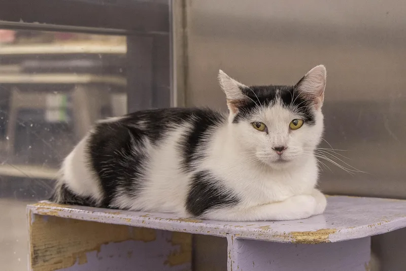 A young medium-sized female Black & White / Tuxedo Domestic Short Hair cat named Gregorina for adoption in Millville, UT