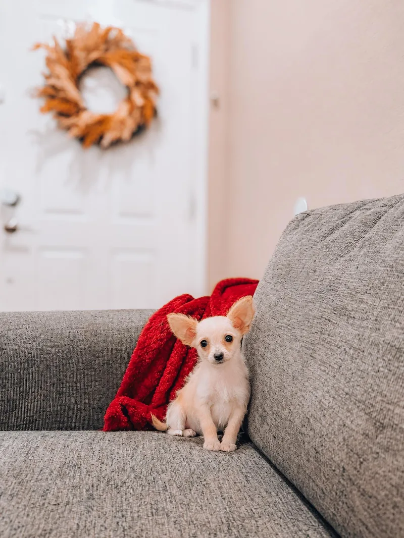 A baby small-sized male Chihuahua dog named Goose for adoption in Goodyear, AZ