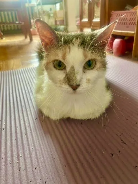 An adult medium-sized female Calico cat named Joy for adoption in New York, NY