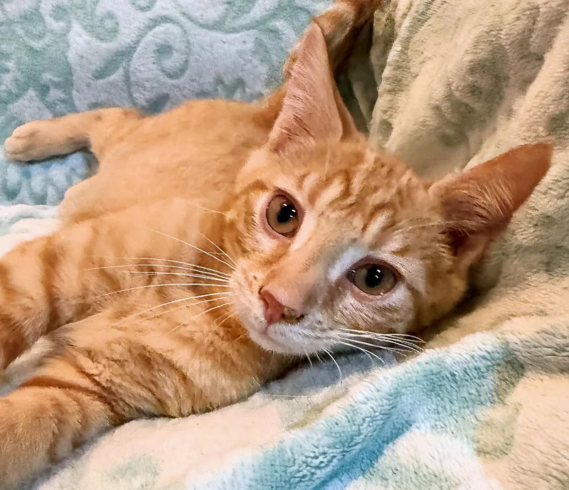 A baby medium-sized male Tabby (Orange / Red) Domestic Short Hair cat named Reef for adoption in Cincinnati, OH