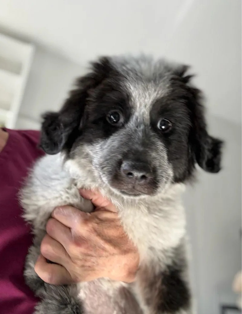 A young large-sized female White / Cream Great Pyrenees dog named Samantha for adoption in Temecula, CA