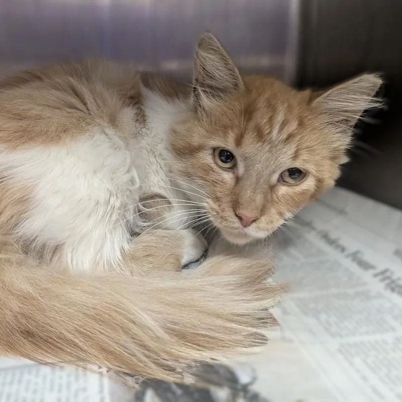 An adult large-sized male Tabby (Orange / Red) Domestic Long Hair cat named Romeo for adoption in Springfield, IL