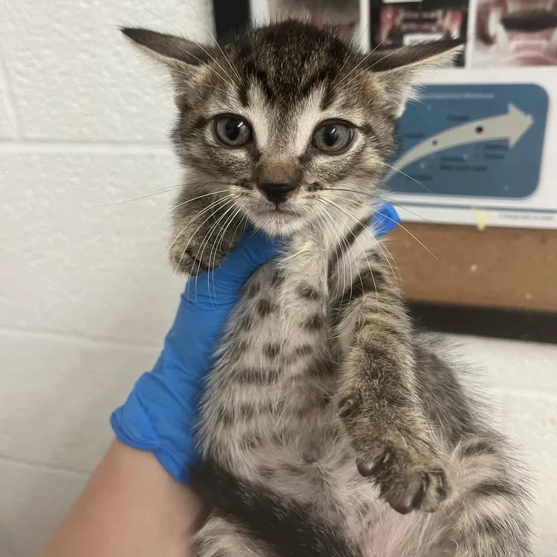 A baby small-sized male Brown / Chocolate Domestic Short Hair cat named Huey for adoption in Edinburg, TX