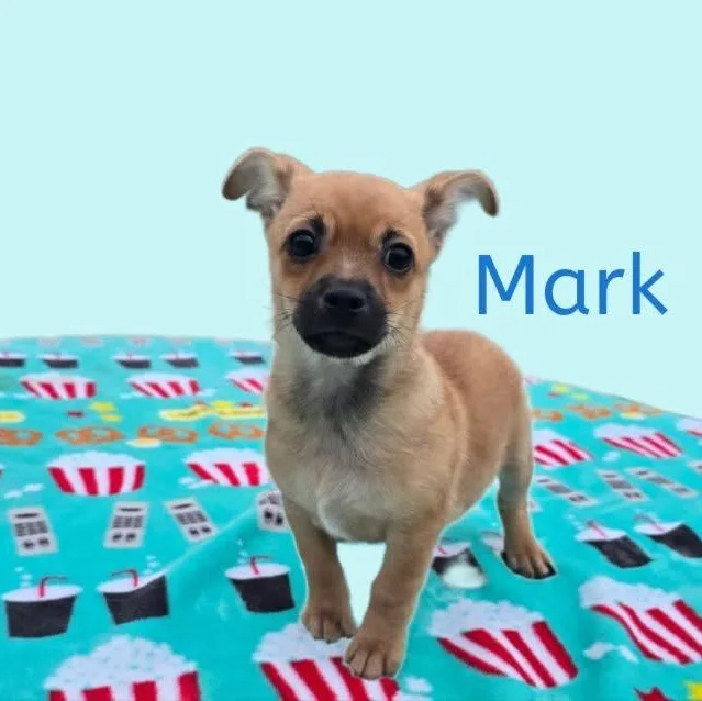 A baby small-sized male Mixed Breed dog named Mark for adoption in Joliet, IL