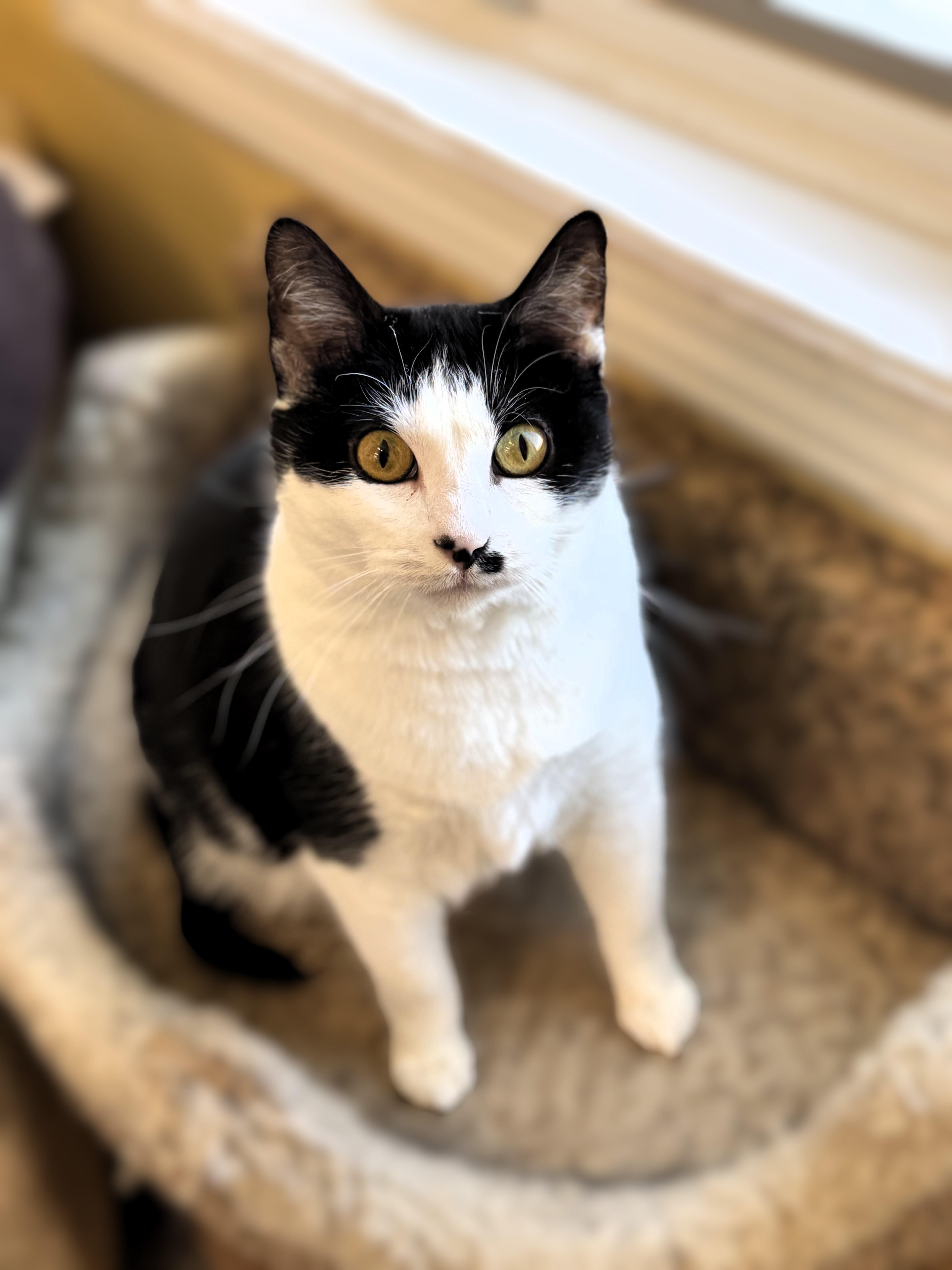 An adult medium-sized female Black & White / Tuxedo Domestic Short Hair cat named Lucy for adoption in Pekin, IL