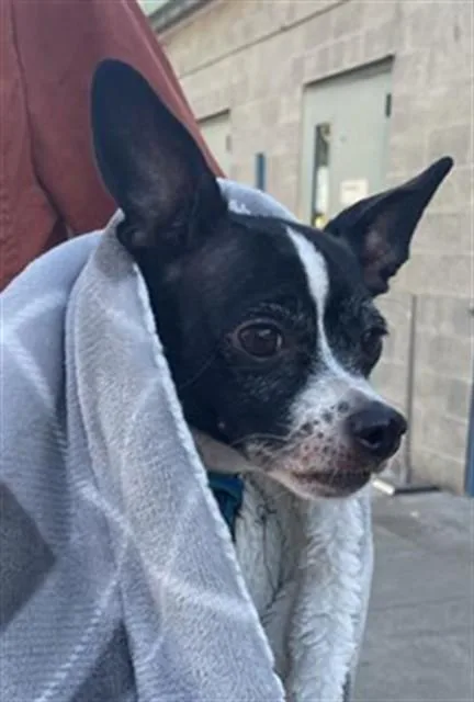 A senior small-sized female Chihuahua dog named Wendy for adoption in Sacramento, CA