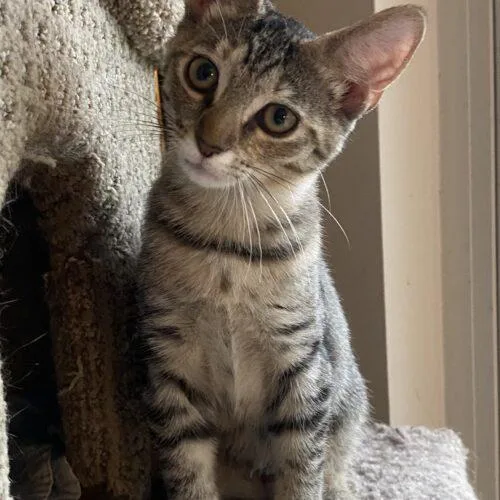 A baby small-sized female Tabby (Brown / Chocolate) Domestic Short Hair cat named Smuckers for adoption in Tampa, FL