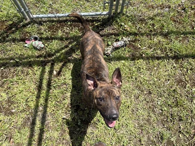 An adult small-sized female Pit Bull Terrier dog named Sweetie Pie for adoption in Panama City, FL