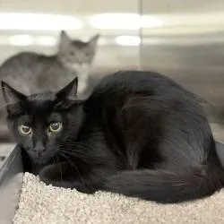 A baby small-sized female Domestic Medium Hair cat named Stevie for adoption in Bullhead City, AZ