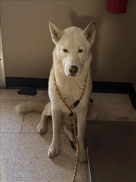 A young medium-sized male Siberian Husky dog named Rucker for adoption in Conroe, TX