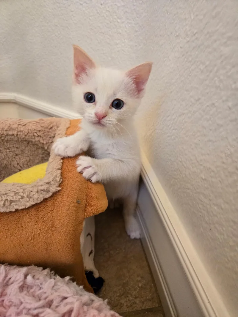 Shamrock thumbnail 2