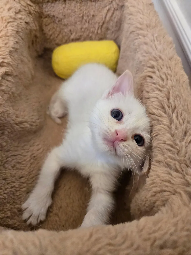 A baby medium-sized female Buff & White Domestic Short Hair cat named Shamrock for adoption in Pacific Palisades, CA