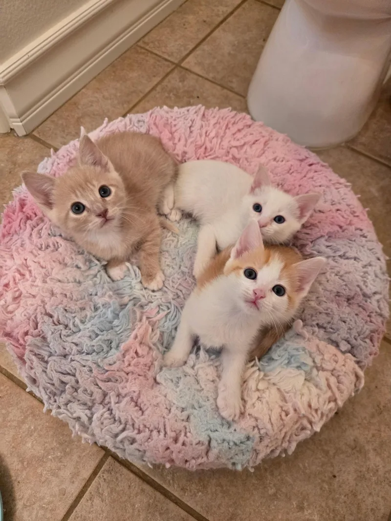 Shamrock thumbnail 4