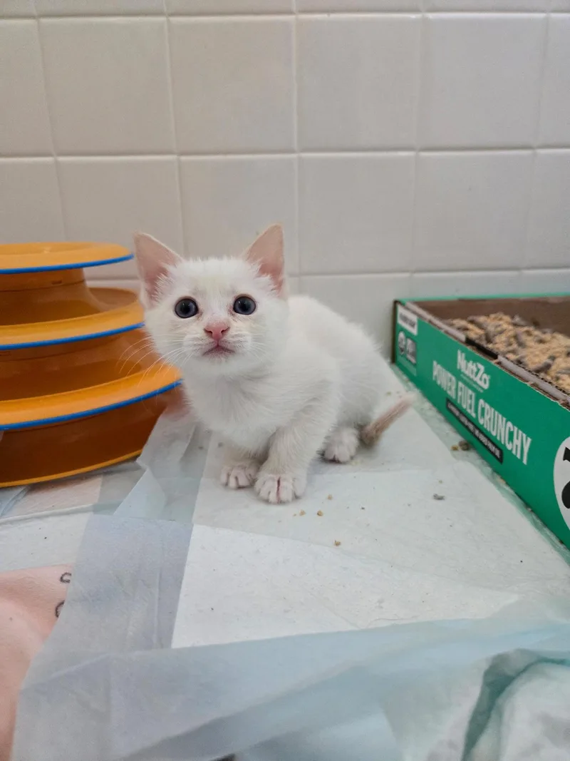 Shamrock thumbnail 5