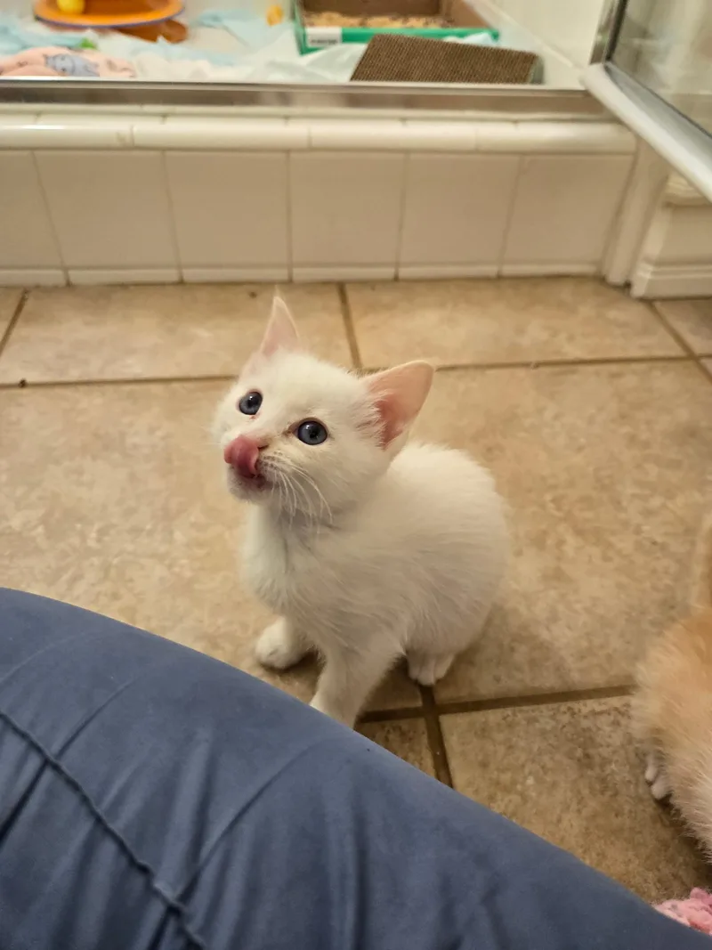 Shamrock thumbnail 6