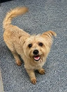 A young small-sized male Yellow / Tan / Blond / Fawn Cairn Terrier dog named Donnie for adoption in Tifton, GA