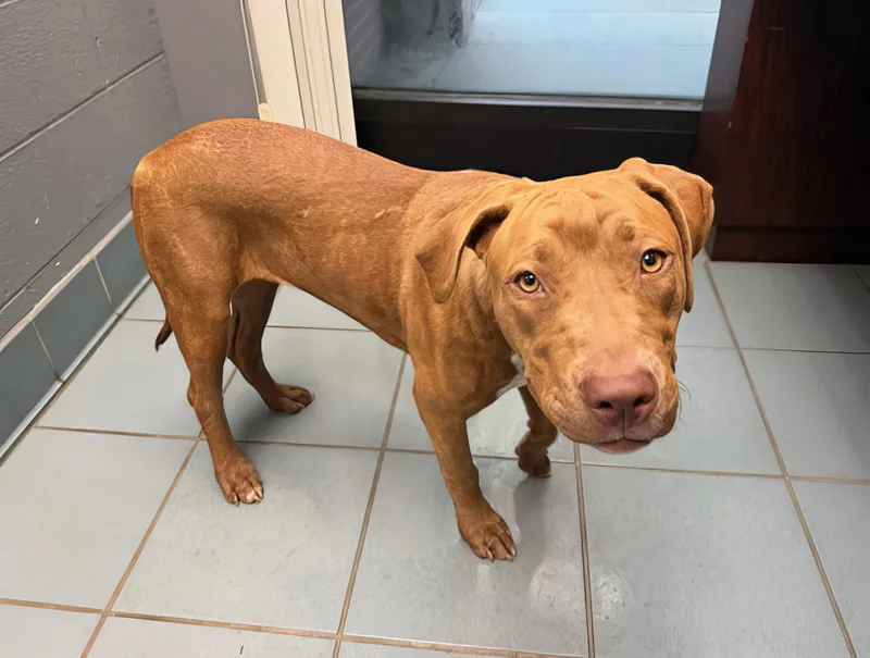 A young medium-sized female Yellow / Tan / Blond / Fawn Mixed Breed dog named Sally for adoption in Nashville, TN