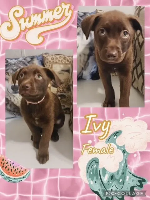 A baby medium-sized female Australian Shepherd dog named Ivy for adoption in Manchester, CT