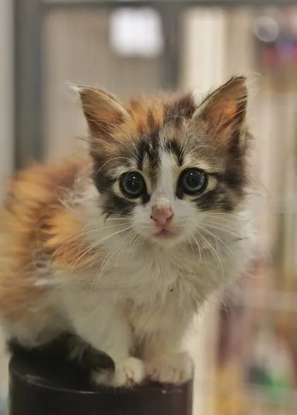 A young small-sized female Domestic Long Hair cat named Cholula for adoption in Aiken, SC
