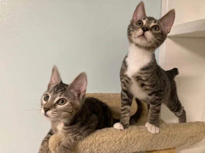 A baby medium-sized male Tabby (Buff / Tan / Fawn) Domestic Short Hair cat named Button for adoption in Watkinsville, GA