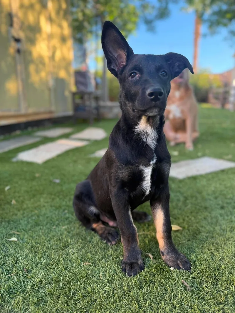 A young medium-sized male German Shepherd Dog dog named Clark for adoption in Las Vegas, NV