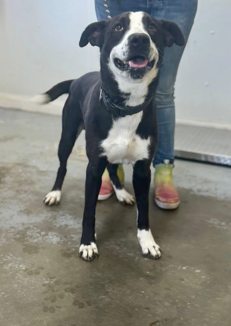 A young medium-sized male Black Mixed Breed dog named Groot for adoption in Chesterfield, SC