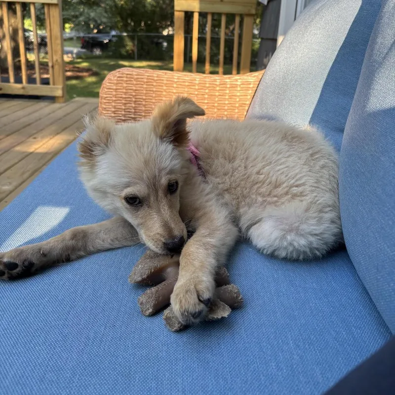 A baby small-sized female Yellow / Tan / Blond / Fawn Mixed Breed dog named Yarrow for adoption in Buffalo, MN