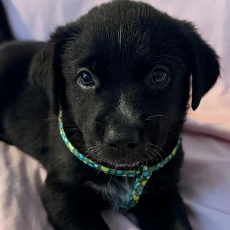 A baby medium-sized female Black Australian Cattle Dog / Blue Heeler dog named Ella for adoption in Beulaville, NC